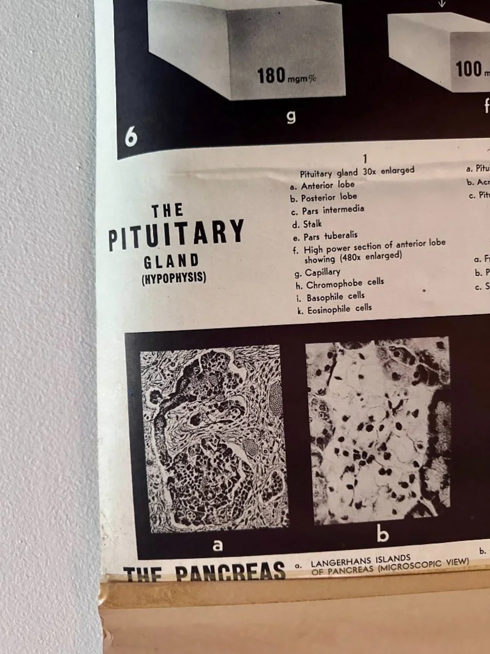 Vintage Pituitary Gland Educational Chart approx 1945 by Rudolph Schick, New